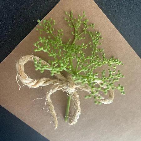 Maison D Hotes Pivoine Et Colibri Domfessel